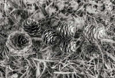 Full frame shot of messy grass