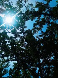 Low angle view of trees against sky on sunny day