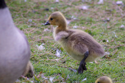 View of ducklings on field