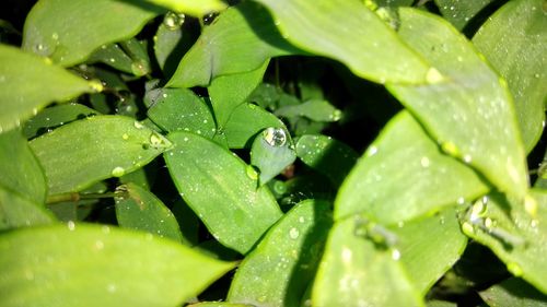 Close-up of wet insect on plant