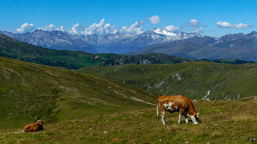 Horses grazing on mountain range