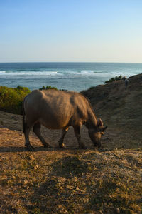 Horse in the sea shore