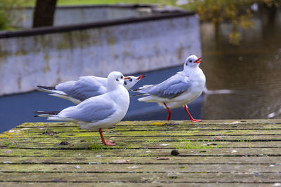 Seagulls perching on a railing