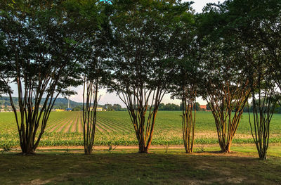 Trees on landscape against sky