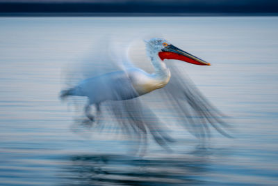 Close-up of bird in lake