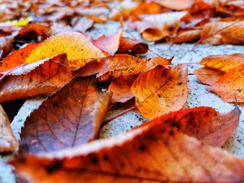 Close-up of maple leaves