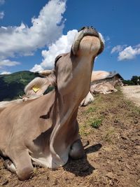 View of horse on field against sky