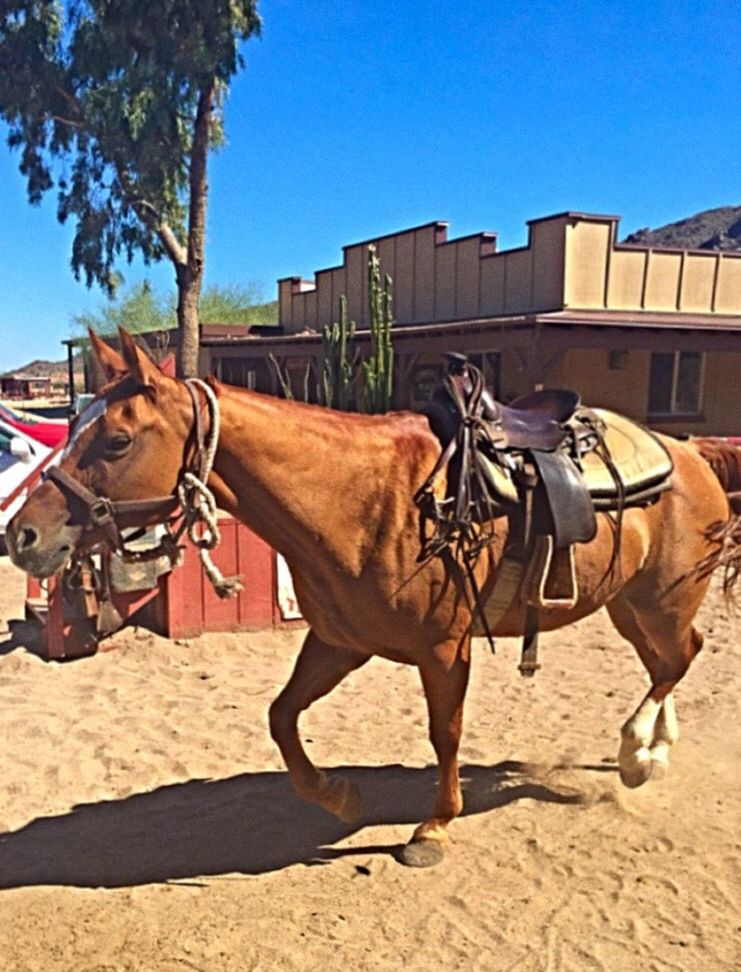 animal themes, domestic animals, architecture, horse, working animal, built structure, bridle, shadow, mammal, building exterior, livestock, sunlight, one animal, herbivorous, two animals, clear sky, full length, vertebrate, horse cart, zoology, saddle, horsedrawn, blue, animal, working animals, field