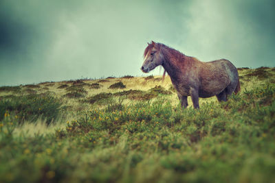 Horse standing on field against sky