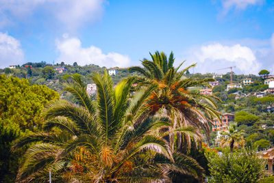 Palm trees against sky