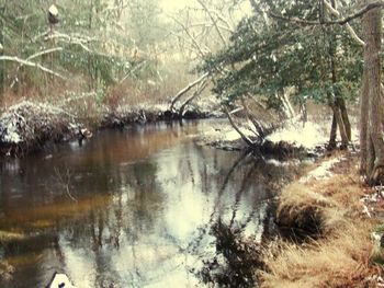 Reflection of bare trees in lake during winter