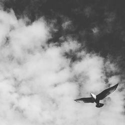Low angle view of bird flying against cloudy sky