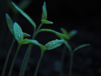 Close-up of raindrops on plant