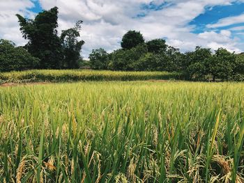 Scenic view of agricultural field against sky