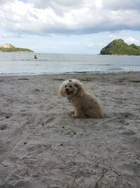 View of dog on beach