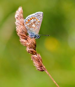 Close-up of butterfly on flower