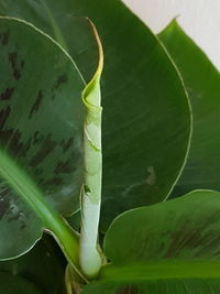 Close-up of green leaf