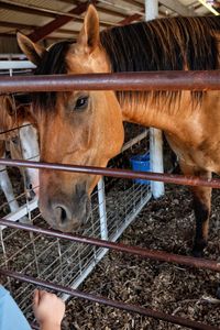 Cropped image of hand by horse in stable