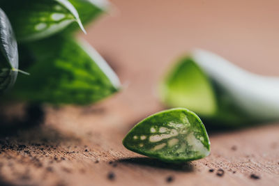 Close-up of green leaf on table