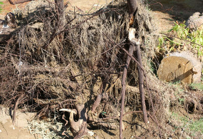 High angle view of tree trunks on field