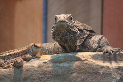 View of lizard on rock at zoo