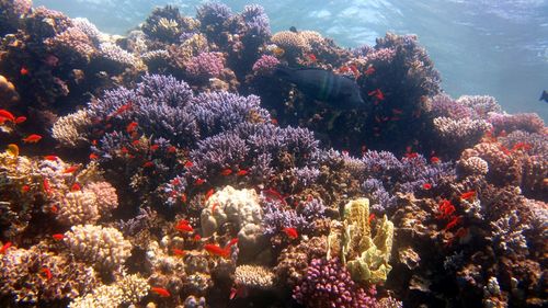 View of fishes swimming in sea