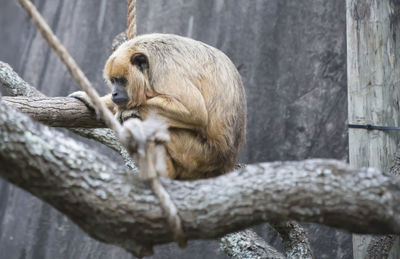 Monkey sitting on a tree