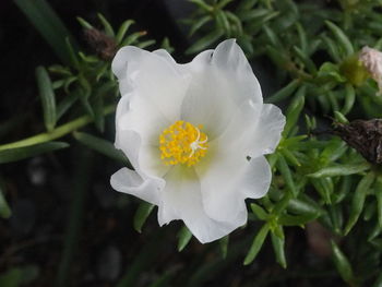 Close-up of flower blooming outdoors