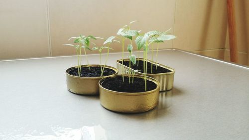 Close-up of potted plant on table at home