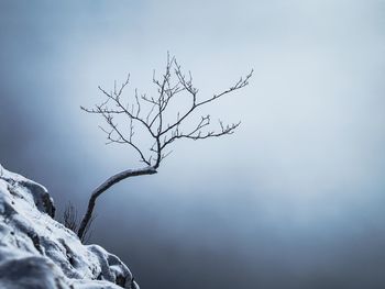 Low angle view of bare tree against sky