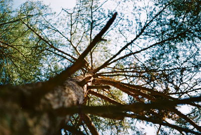 Low angle view of trees