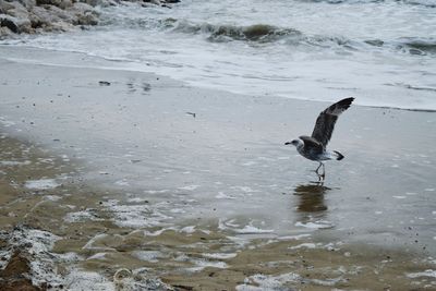 Bird on sea shore