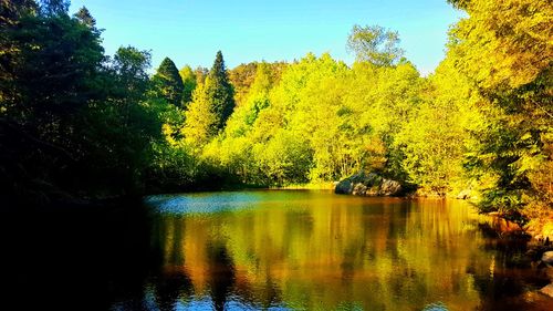 Scenic view of lake in forest against sky