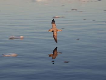 Duck swimming in lake