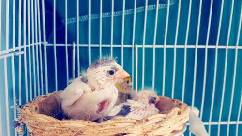 Newborn birds on wicker in cage