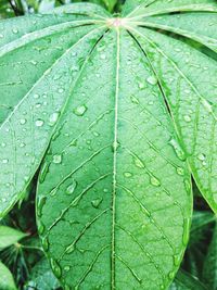 Full frame shot of water drops on leaf