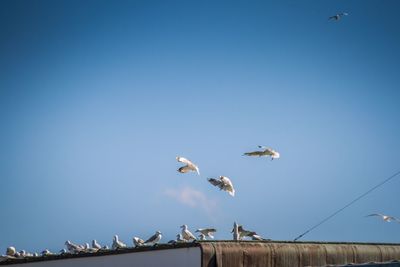 Low angle view of seagulls flying against clear blue sky