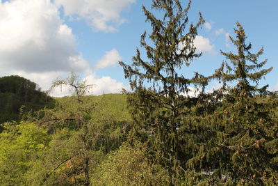 Trees on field against sky
