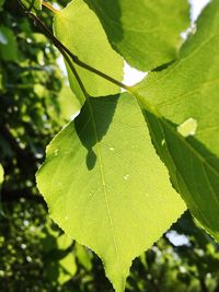 Close-up of leaves