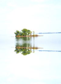 Reflection of trees in water