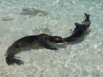 High angle view of turtle swimming in sea