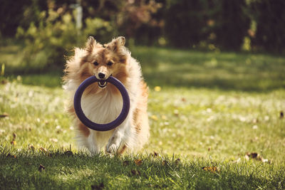 Portrait of a dog on field