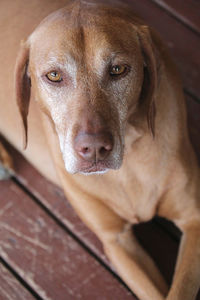 Close-up portrait of dog