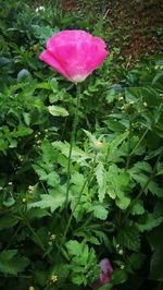 High angle view of wet pink flower plant