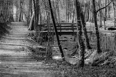 View of bamboo trees in forest