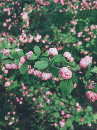 Pink flowers blooming outdoors