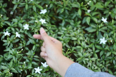 Cropped image of person hand by plants
