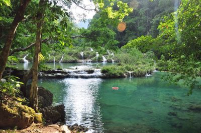 River in forest