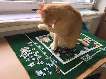 High angle view of cat playing on table