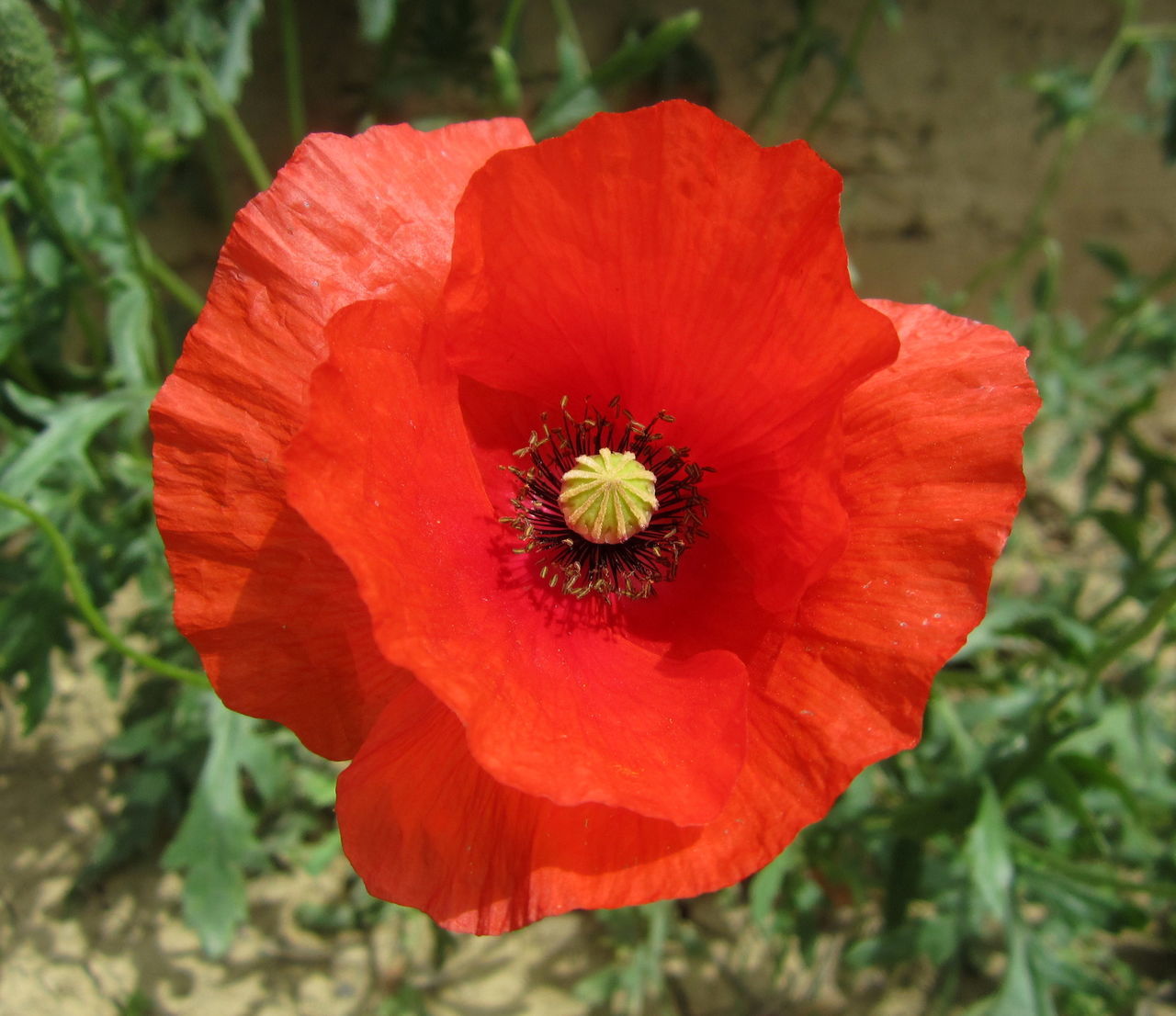 flower, flowering plant, plant, freshness, petal, flower head, inflorescence, beauty in nature, red, poppy, close-up, fragility, growth, nature, pollen, focus on foreground, no people, stamen, outdoors, blossom, botany, land, day, macro photography